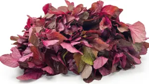 Bác sĩ Trung Quốc nói 5 loại rau gây hại thận nếu lạm dụng