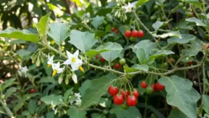 Cà gai leo có giúp trị khỏi viêm gan B?