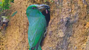 Cận cảnh chim trảu xanh mớm mồi cho con trong hang trên vách đất