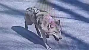 Chó sói thoát khỏi vườn thú gây xôn xao, Tổng thống Hàn Quốc phải lên tiếng