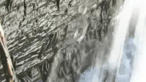 Loài cá leo vách đá 10 tiếng để vượt thác