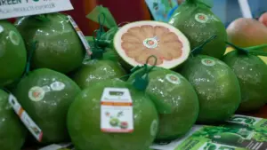 Việt Nam chuẩn bị xuất khẩu lô bưởi đầu tiên sang Úc